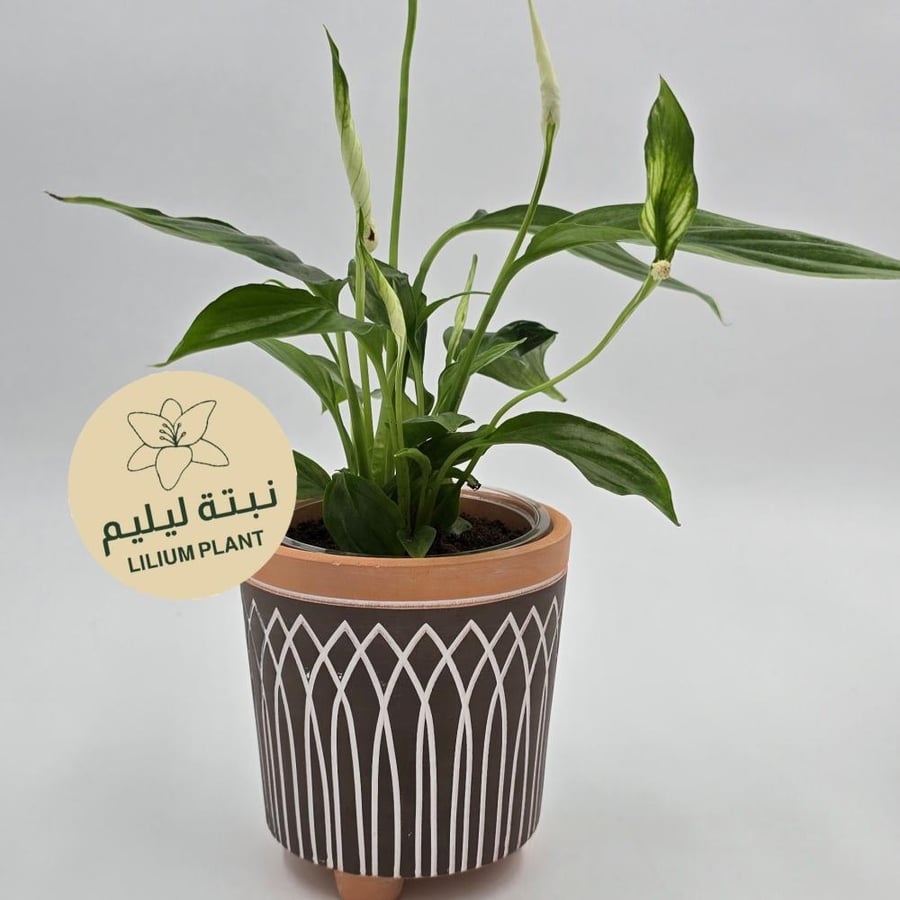 Peace lily plant with clay pot