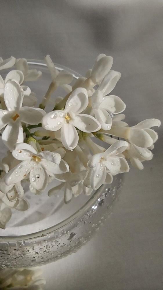 زيت عطري مركز برائحة برائحة الياسمين مخصص لتعطير الشموع والفواحات