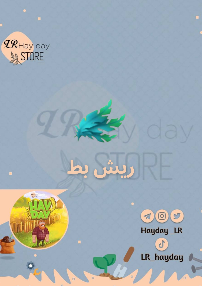 50 ريش بط | هاي داي