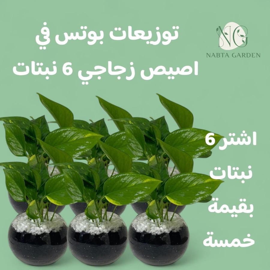 توزيعات نباتات