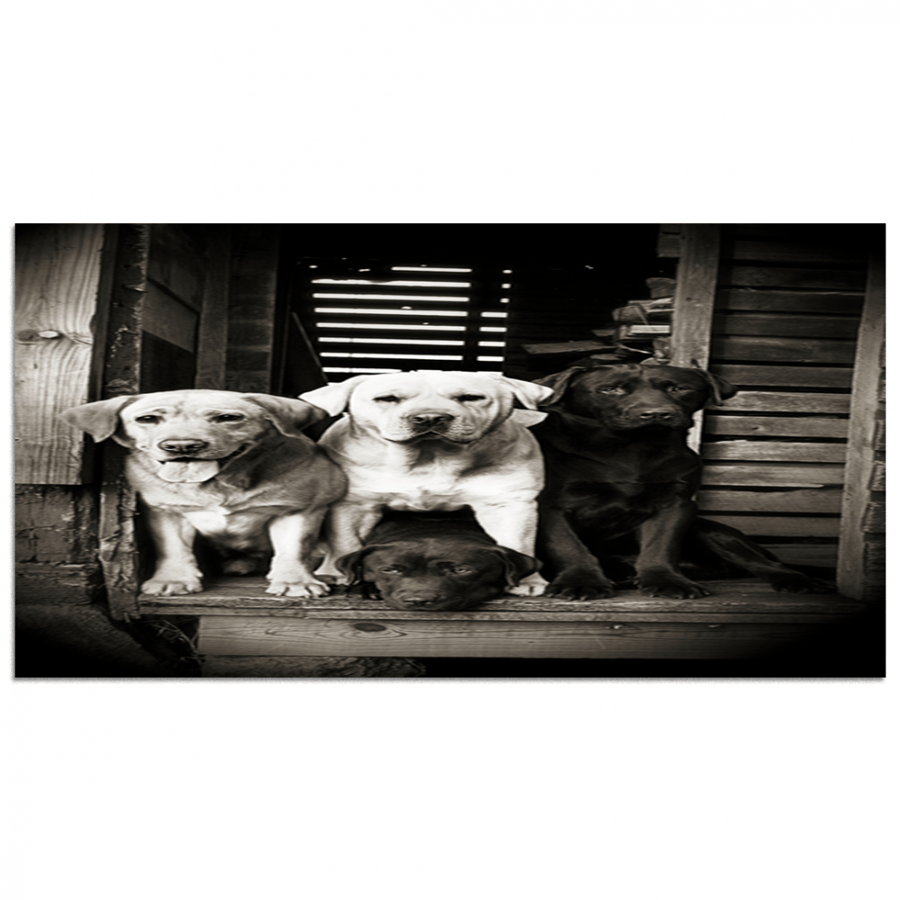 Set of 5 divided plates #G5419