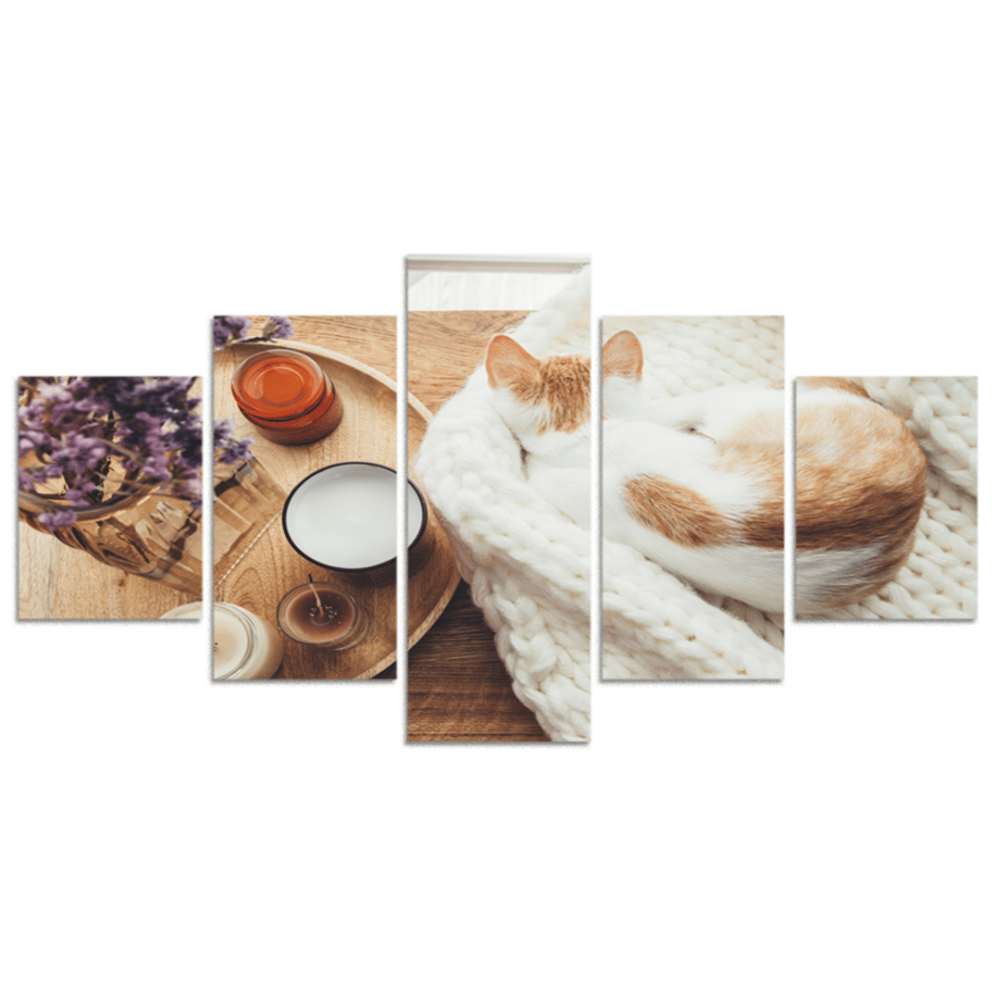 Set of 5 divided plates #G54711