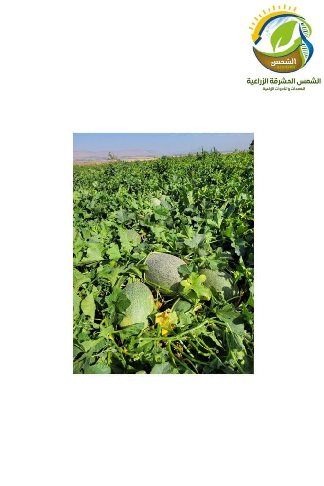 بذور قويصة عطرية