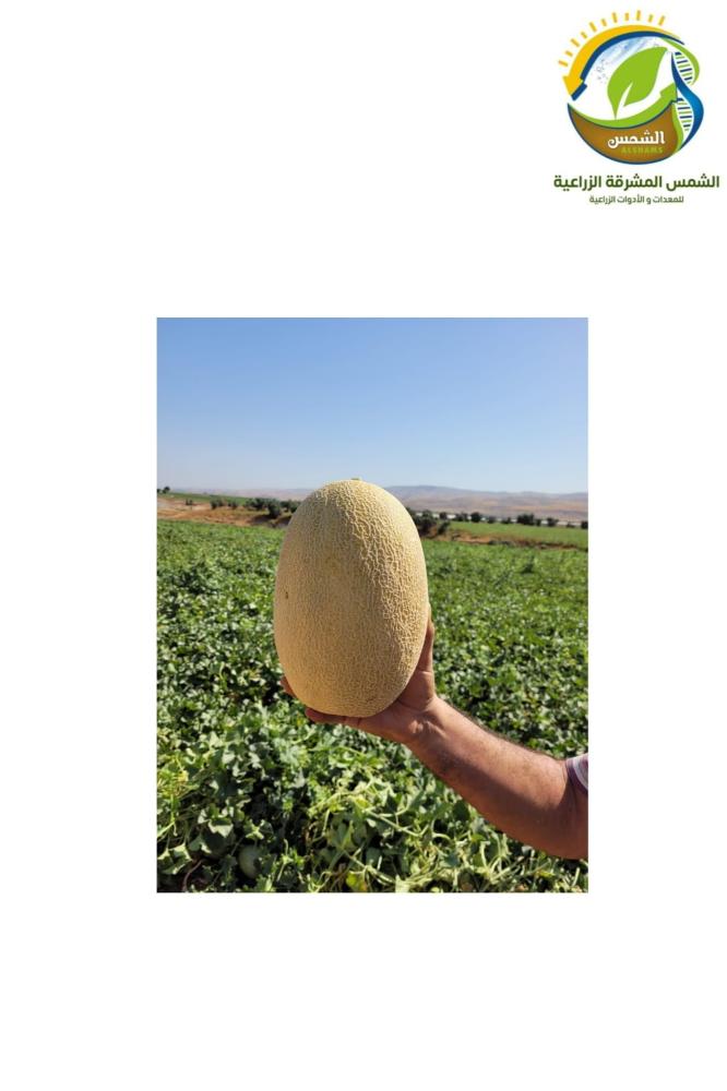 بذور قويصة عطرية