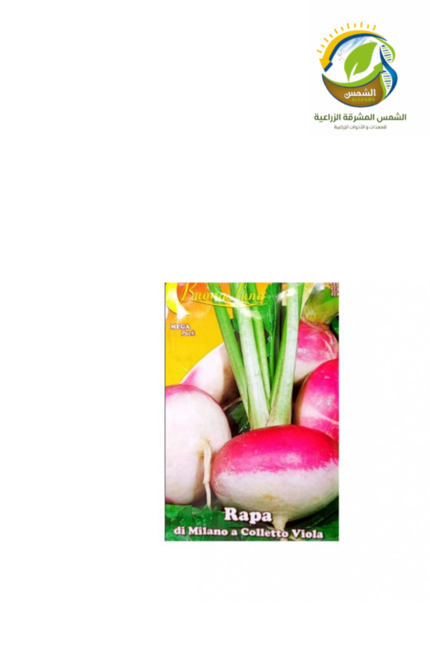بذور لفت 13 جرام