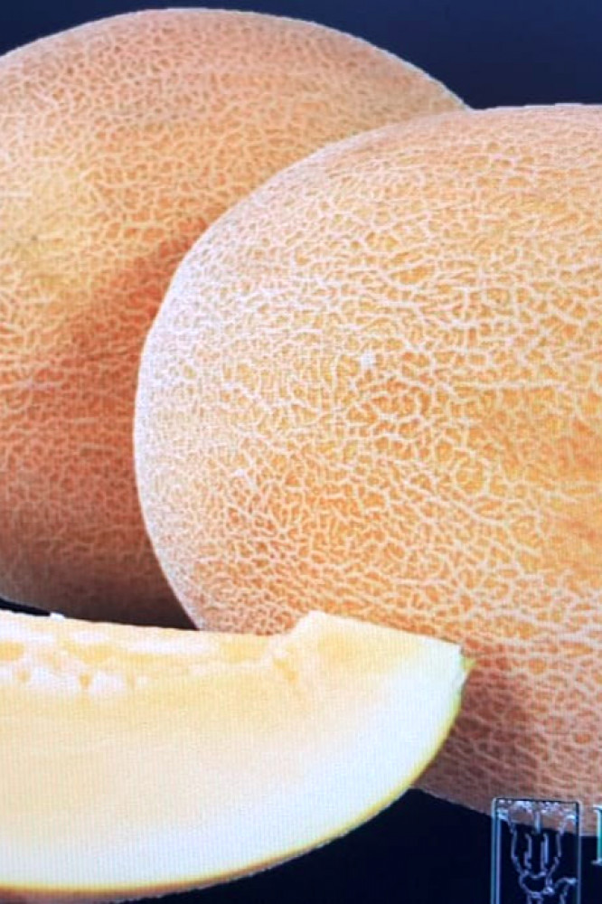 بذور شمام روبيست هجين اف 1 2500 بذرة