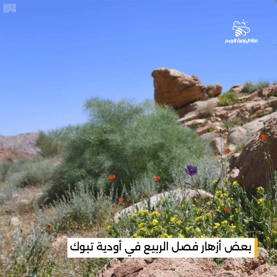 عسل الربيع الخام الطبيعي من رحيق أزهار موسمية بطعم خفيف وجودة عالية
