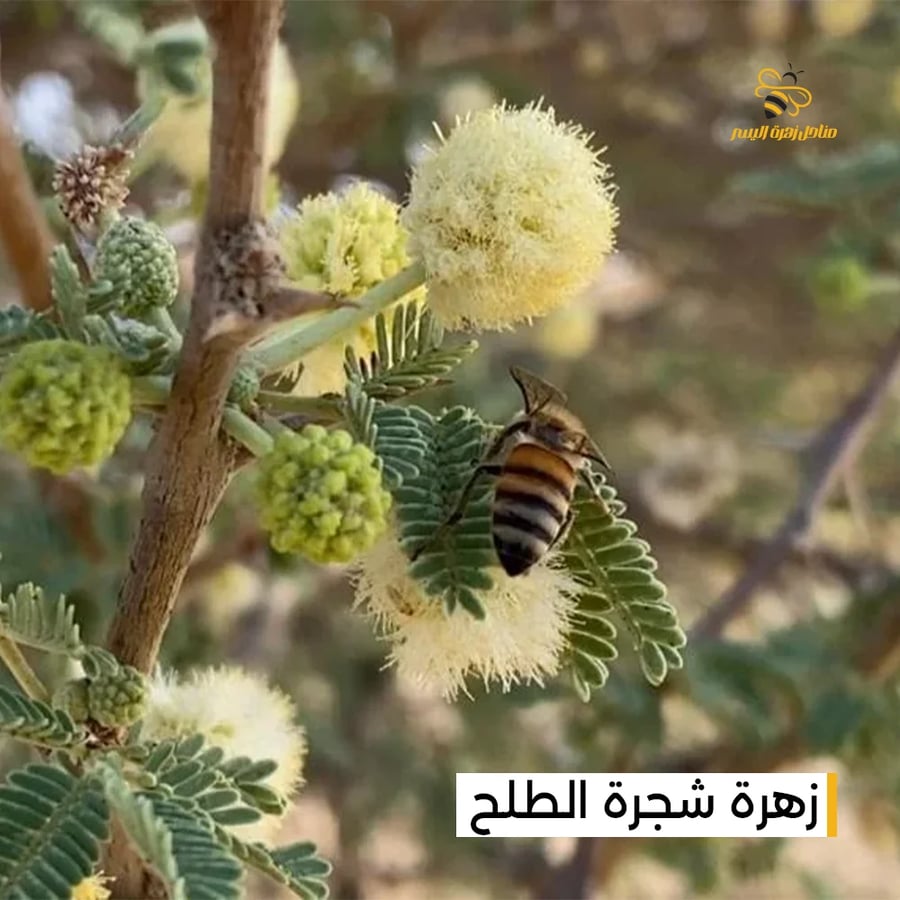 عدد 8 اغطيه لعسل السمر الفاخر (انتاج 2026)