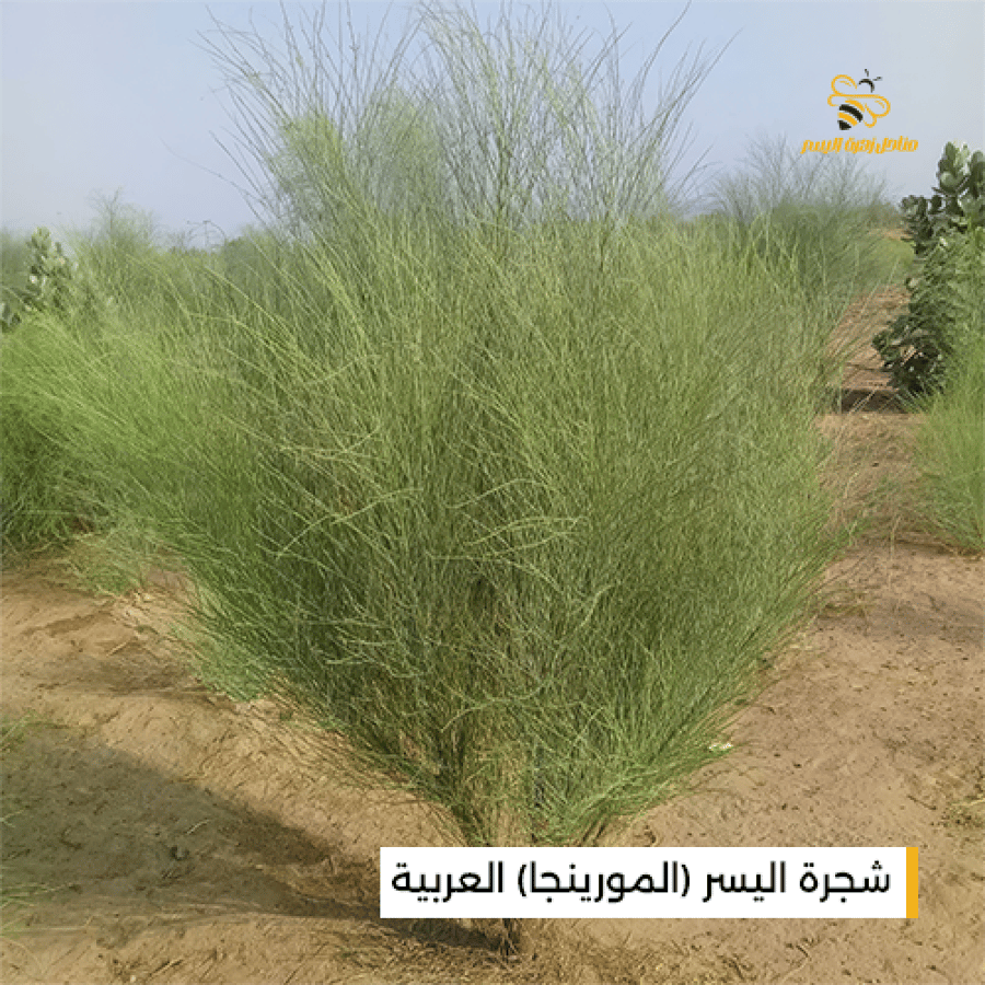 عسل المورينجا العربية نقي بطعم مميز ومصدر طبيعي للطاقة والعناصر الغذائ