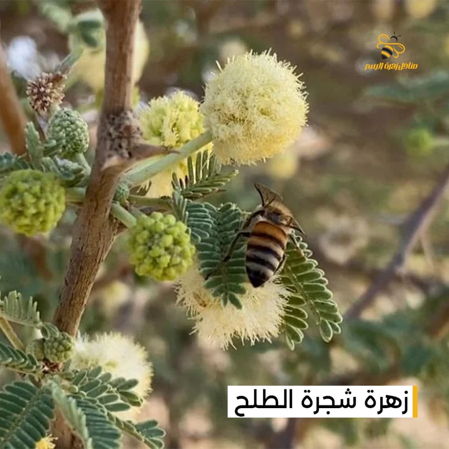 عدد 8 اغطيه لعسل الطلح الفاخر (انتاج 2026)