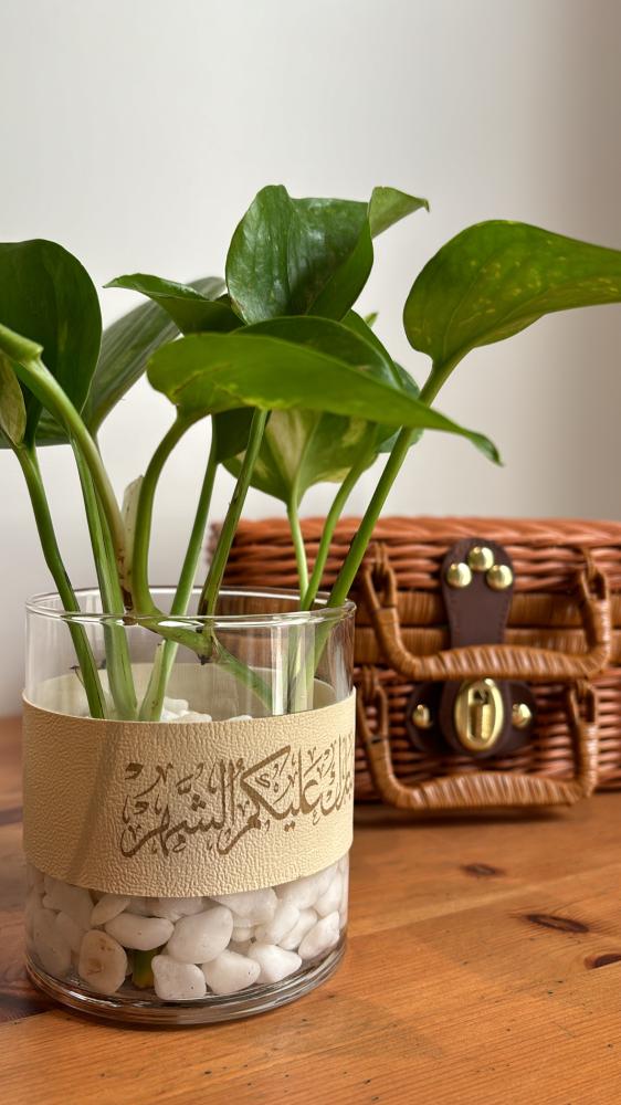 نبتة البوتس مع قطعة من الجلد لرمضان
