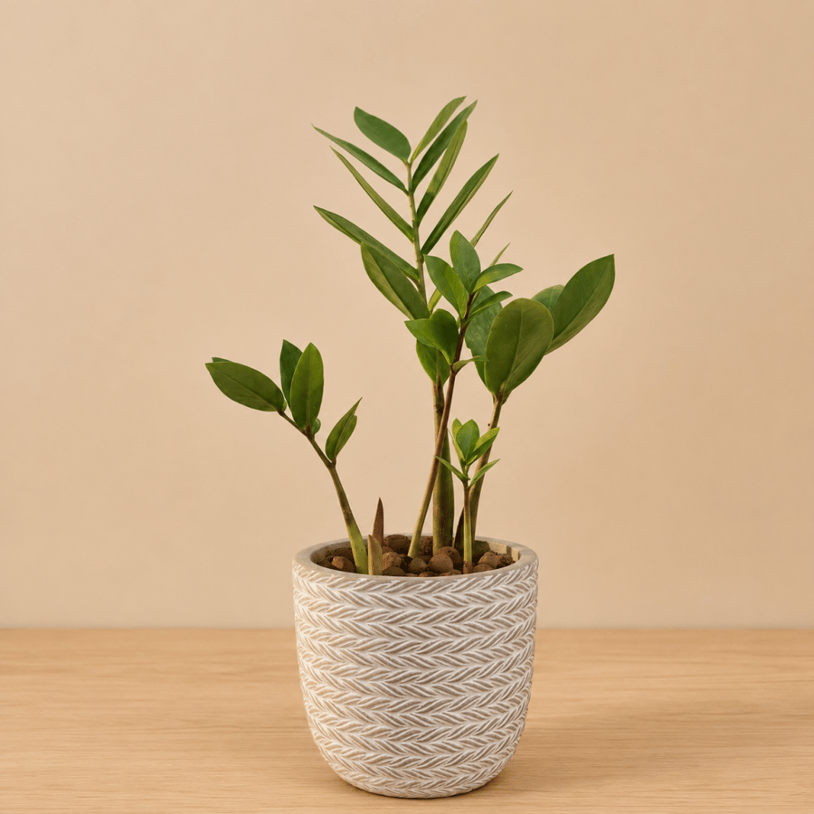 Zamia plant | Luxury parking lot