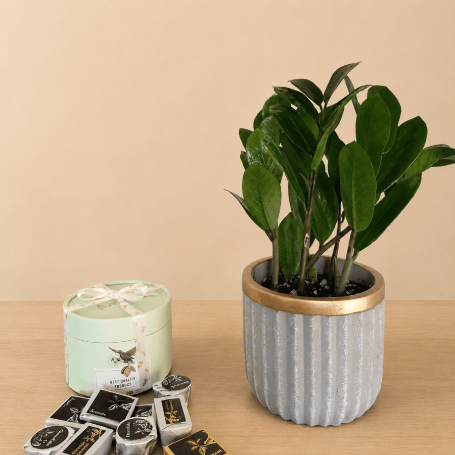 Zamia plant gift with Anoush chocolate
