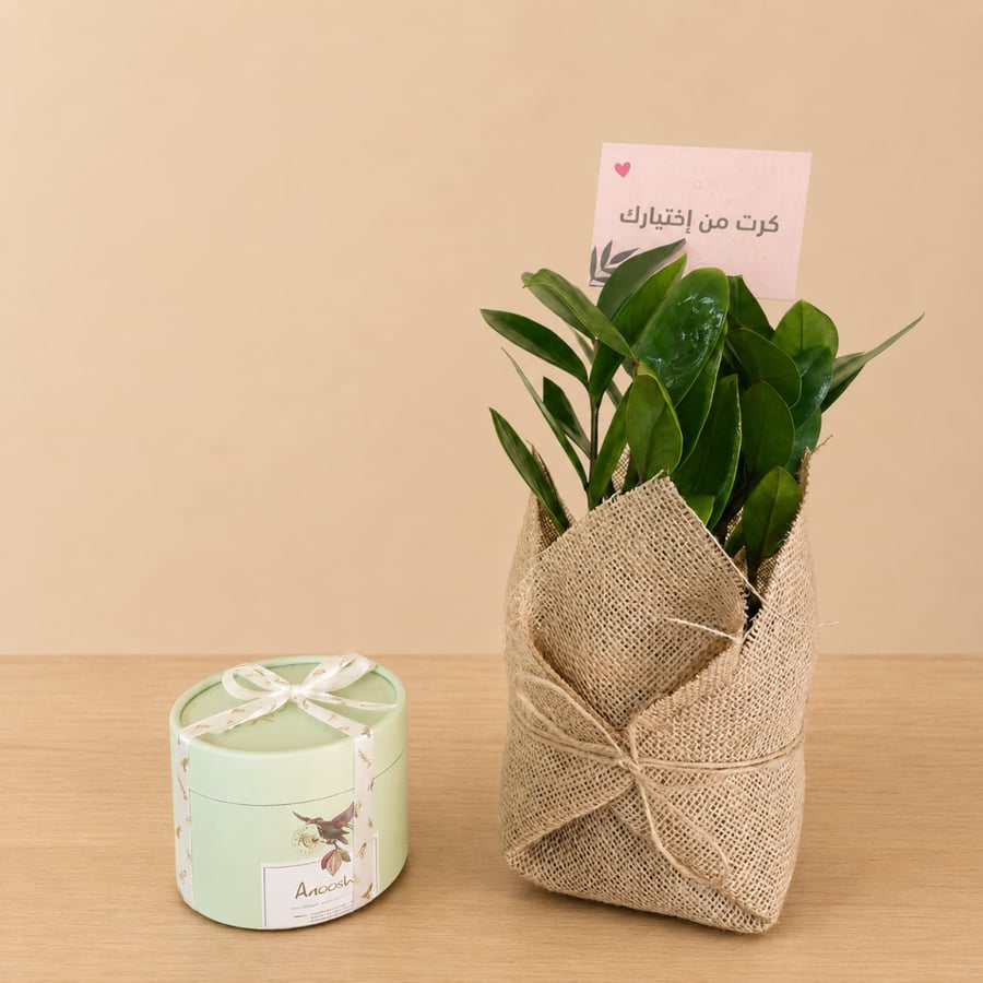 Zamia plant gift with Anoush chocolate