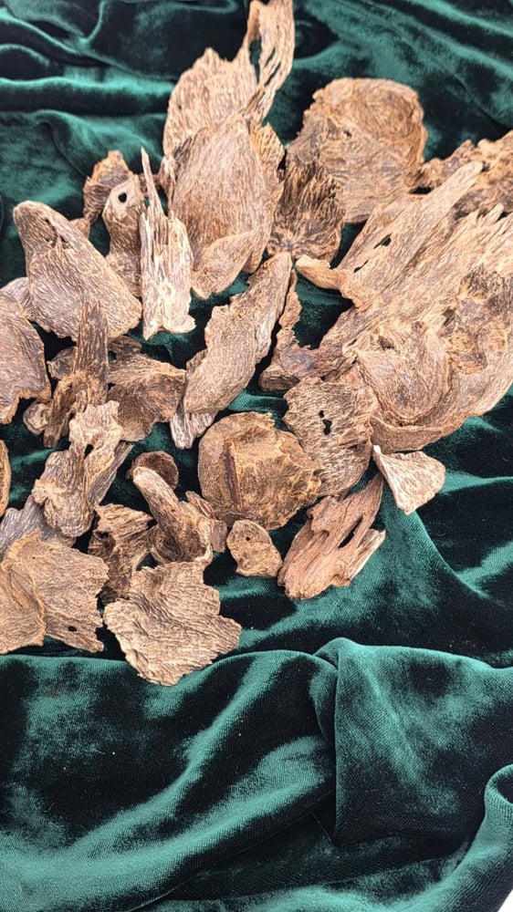 سيلاني آدمز فاخر