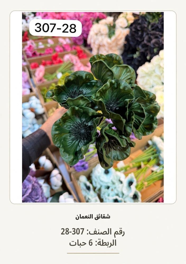 شقائق النعمان 6غصن زيتي