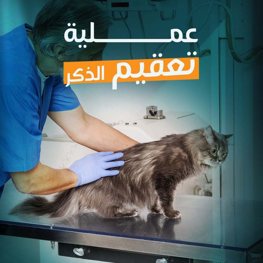 Male Neutering Surgery