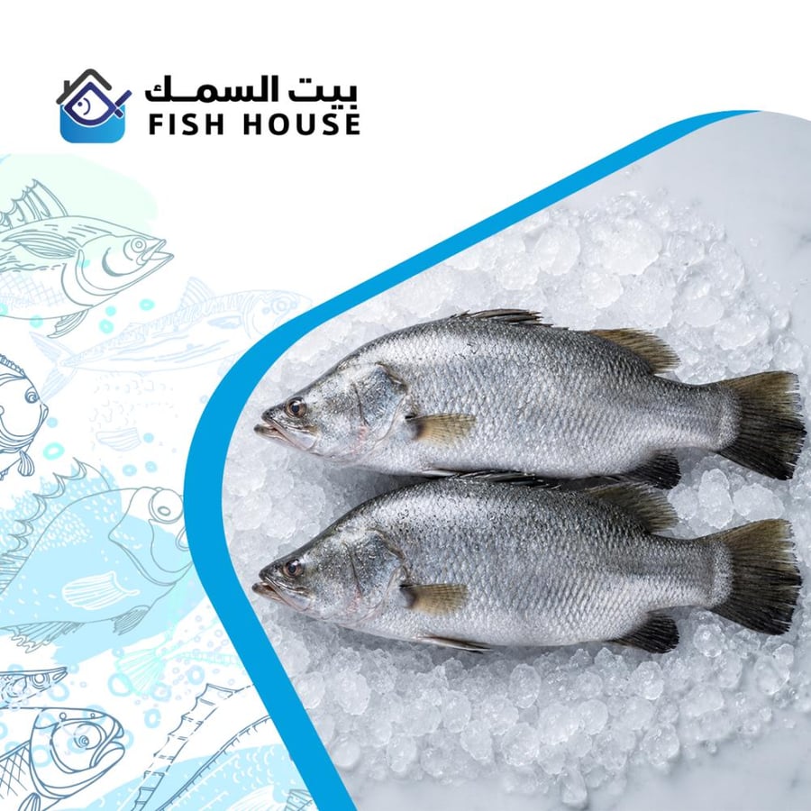 سمك عروس برمندي طازج