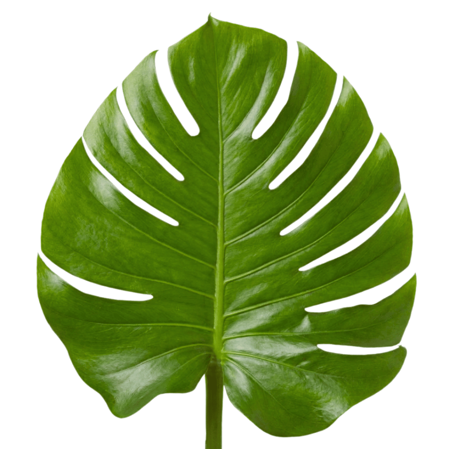 مونستيرا - Monstera