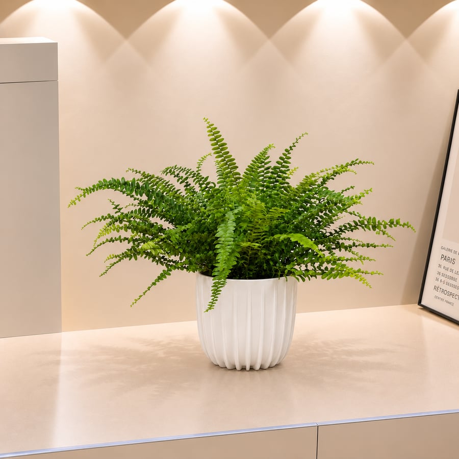 سرخس بوسطن | Boston Fern