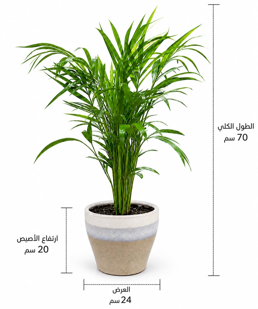 نبتة نخيل الأريكا في أصيص سيراميك بيج