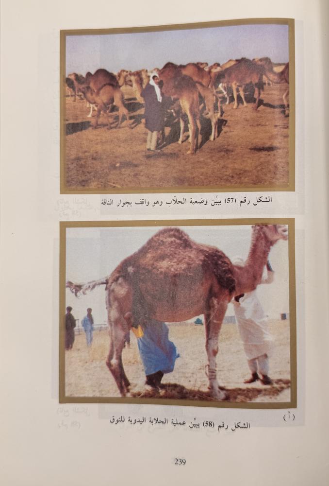 الإبل في الوطن العربي