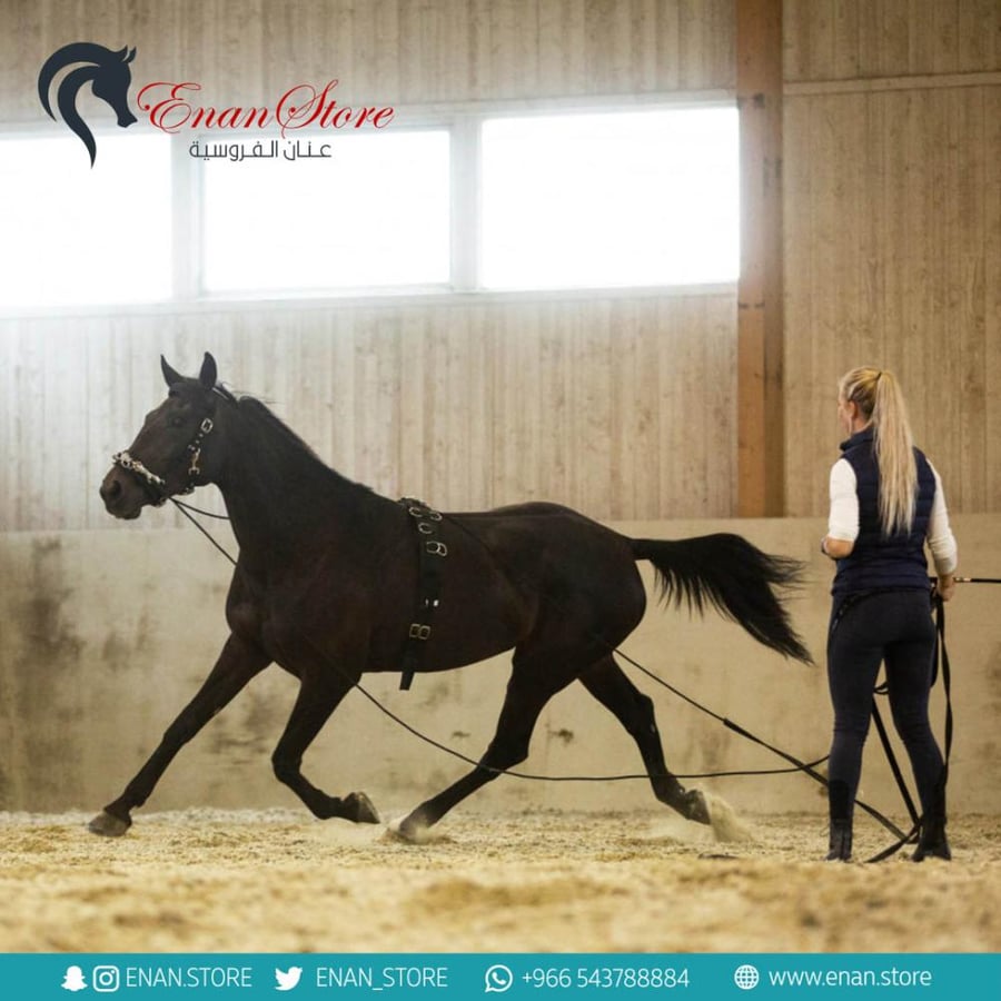 lunging cavesson