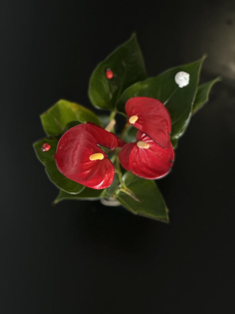نبتت أنثوريوم - Anthurium