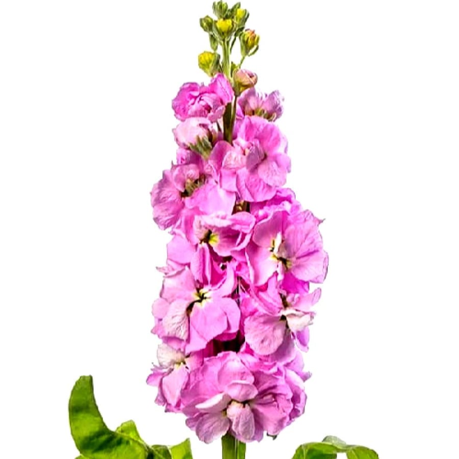 بذور المنثور