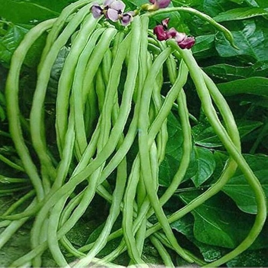 بذور اللوبيا