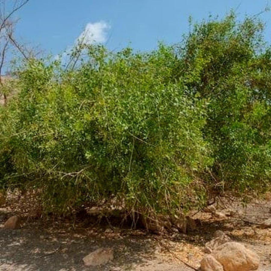 بذور الاراك