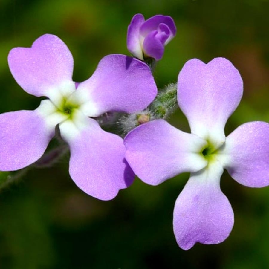 بذور المنثور