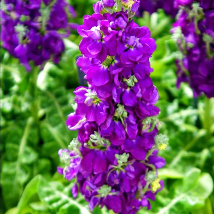 بذور المنثور
