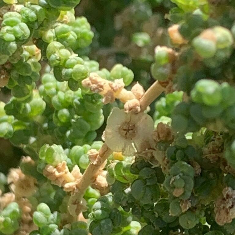بذور الثرمد Salsola imbricata من متجر بذر