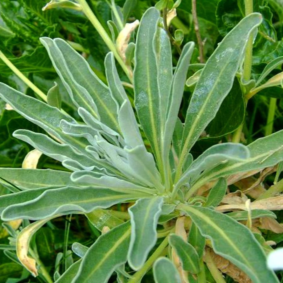 بذور المنثور