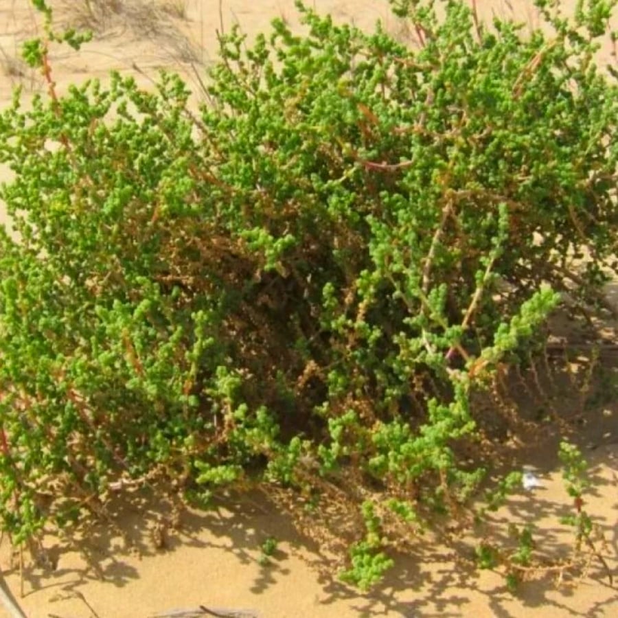 بذور الثرمد Salsola imbricata من متجر بذر