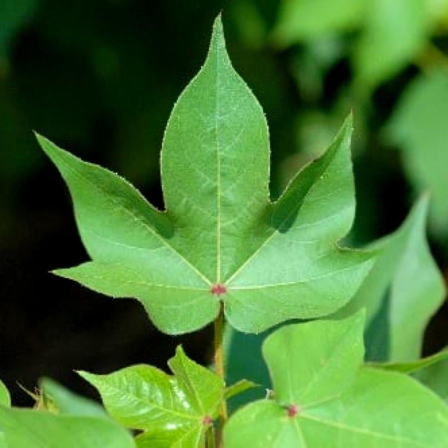 بذور القطن