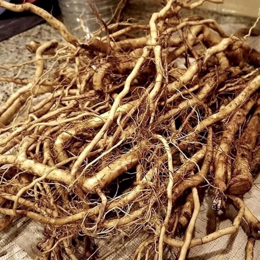 بذور القطن