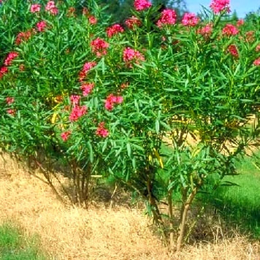 بذور الدفلة
