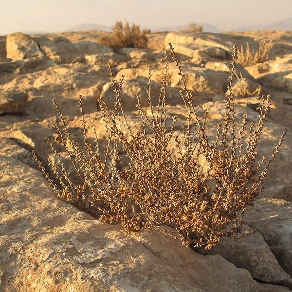 بذور الشعران