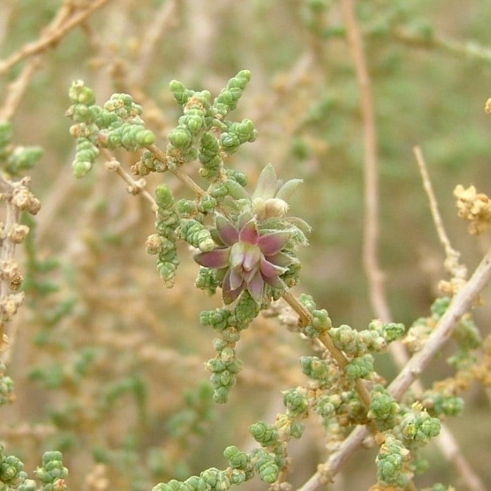 بذور الفِرس
