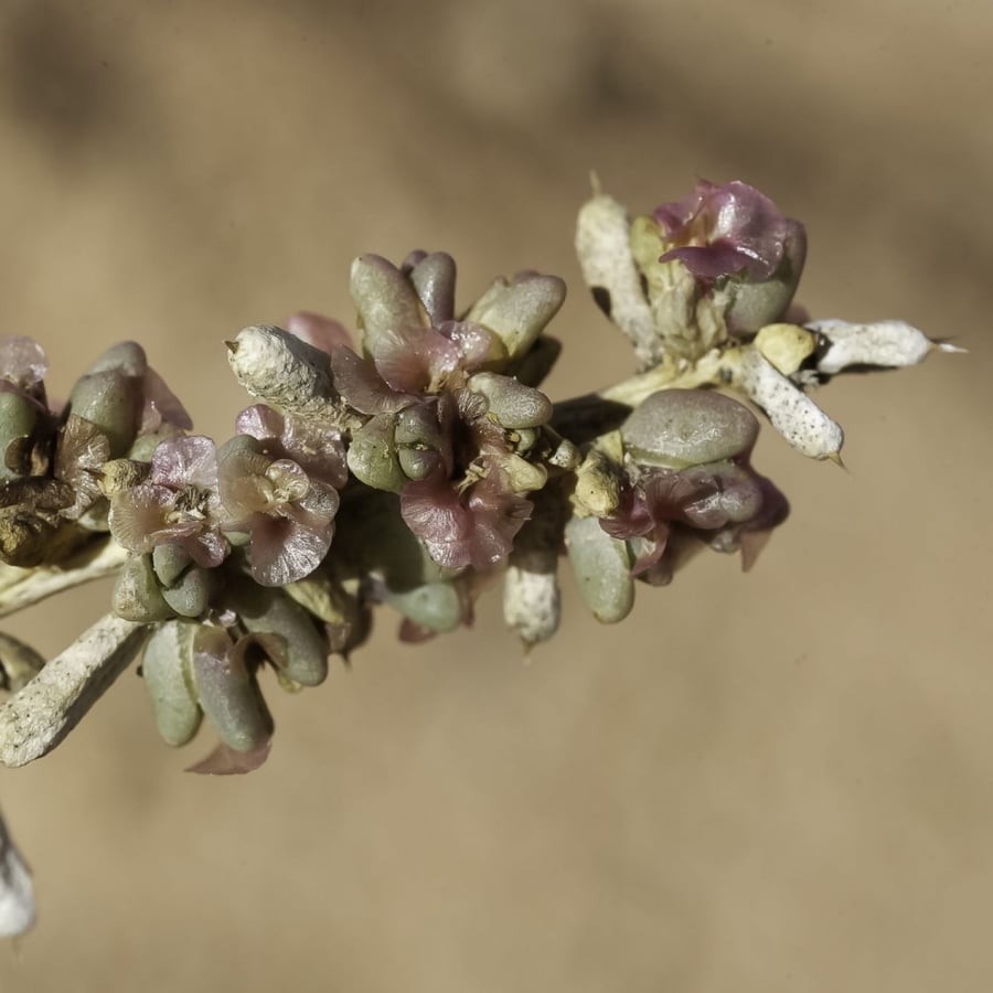 بذور الشعران