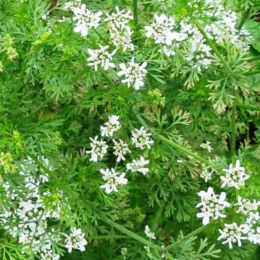 بذور الكزبرة