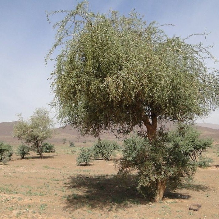 بذور الهجليج Balanites aegyptiaca من متجر بذر