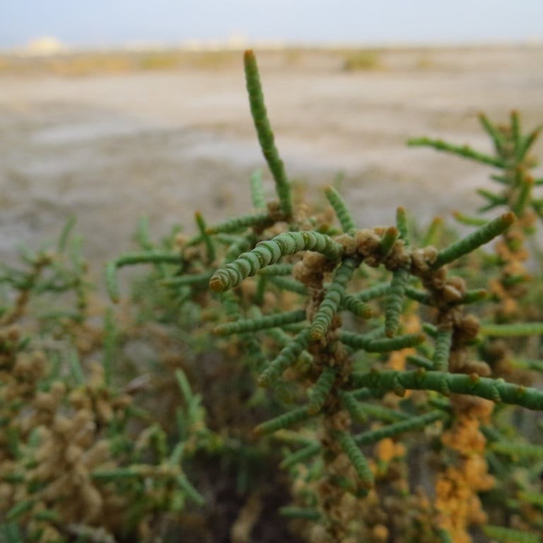 بذور الثرمد Salsola imbricata من متجر بذر