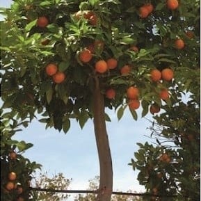 بذور النارنج