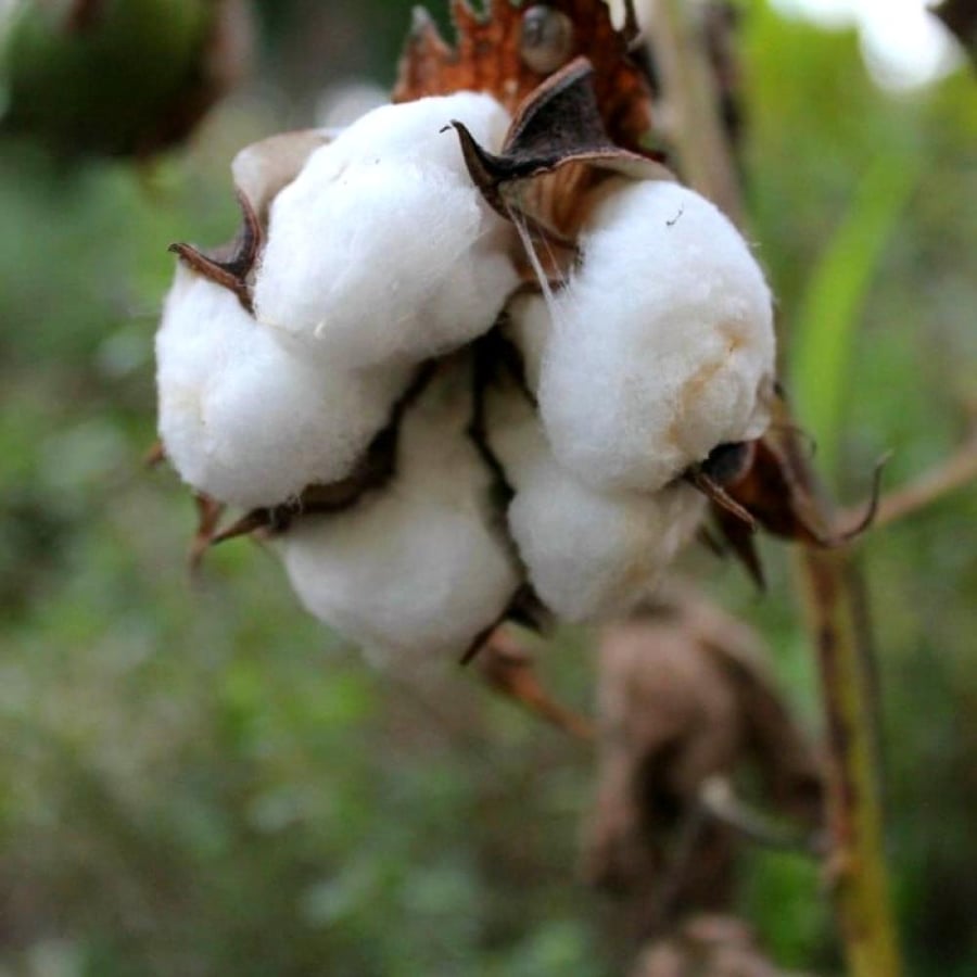 بذور القطن