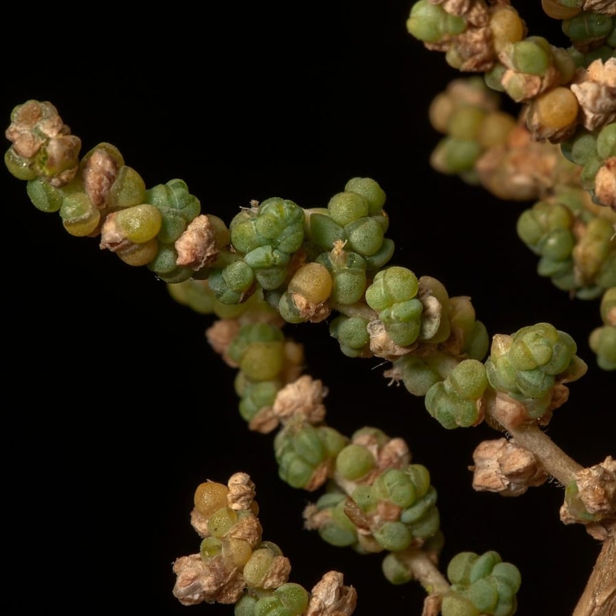 بذور الثرمد Salsola imbricata من متجر بذر