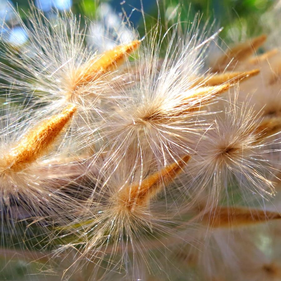 بذور الدفلة