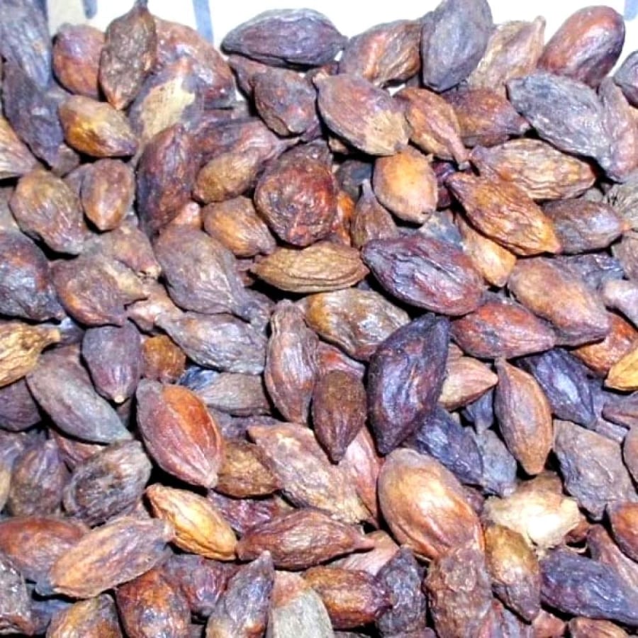 بذور ترمناليا منتالي